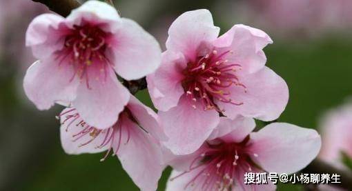 熟梅天气与一打生肖，深度解析与智慧思考