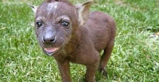 无意狗有意打一生肖、背后的智慧与哲理