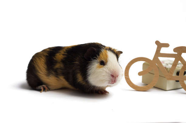 孤豚腐鼠打一生肖、新型作答落实解释