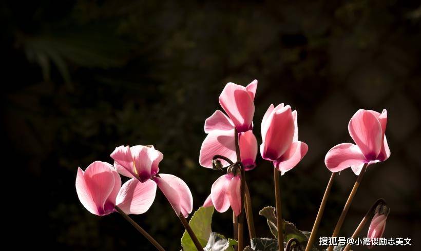 春回大地，生肖之谜，正逢春打一生肖的非凡解读与引领