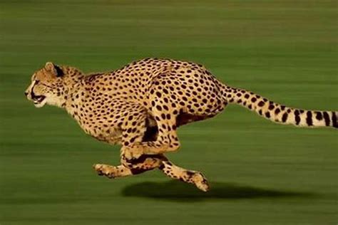 兵贵神速，生肖动物中的速度之王—谈最新解释与落实