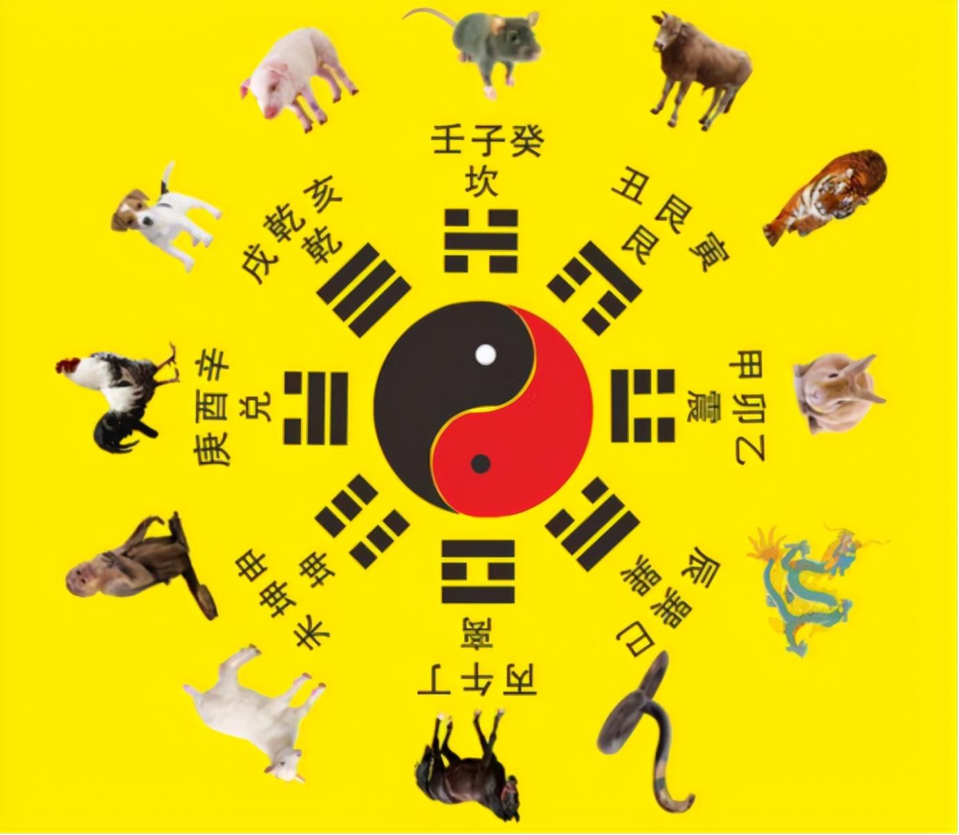 野性美女打一生肖、背后的智慧与哲理