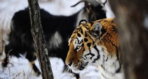 踏雪无痕打一动物生肖、一场误导解释的落实与反思