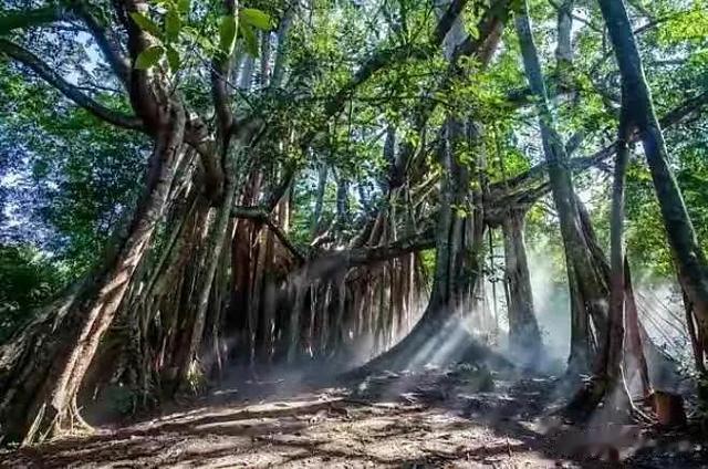 独木成林，生肖中的动物智慧与战略运用