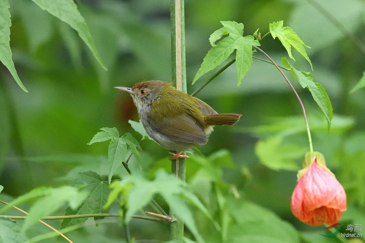 舍近求远打一生肖、解释与落实的和谐共舞