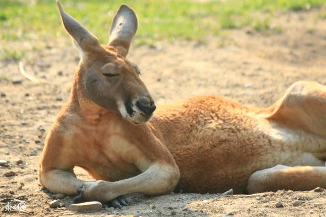 气喘吁吁打一动物生肖、通用解释落实