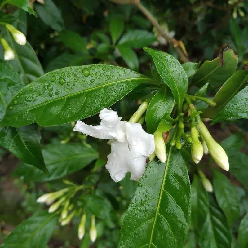 绿树打一生肖、通常解释落实