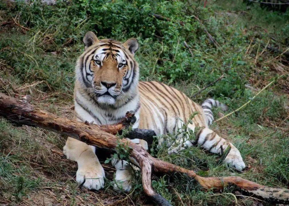 百兽之王与生肖之谜，网络解释的深度落实