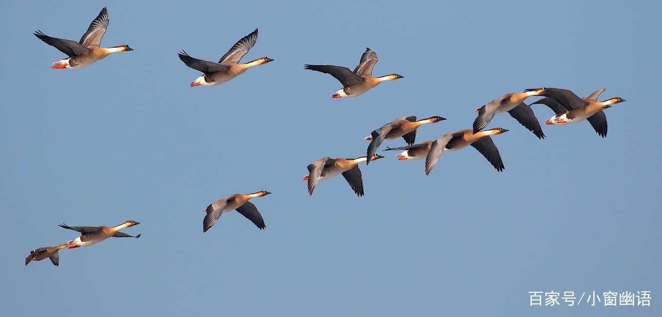 鸿雁打一生肖、解释与落实的和谐共舞