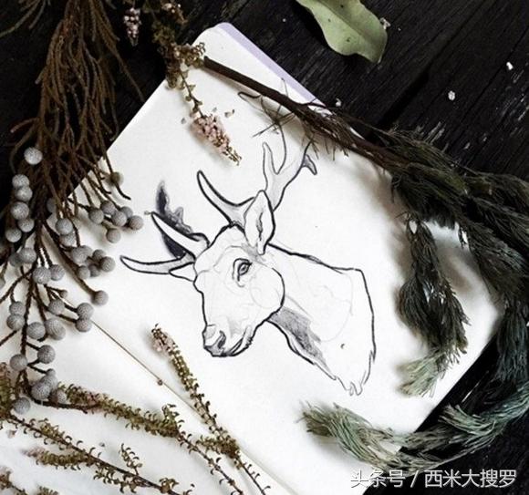 麋鹿与生肖的非凡联系，一场文化与自然的奇妙邂逅