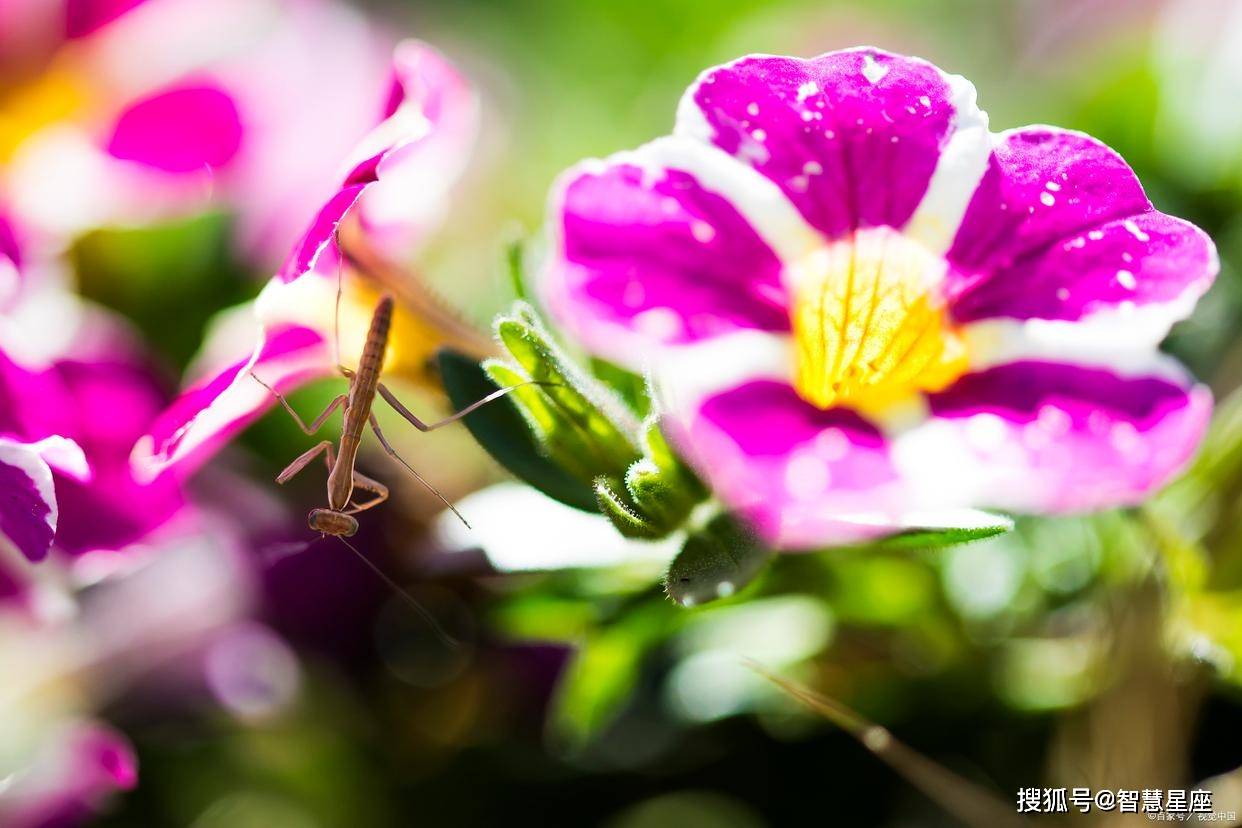 百花地打一生肖，正确解释与落实的智慧之旅