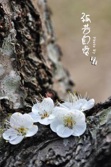 孤芳自赏打一生肖、采民作答落实解释