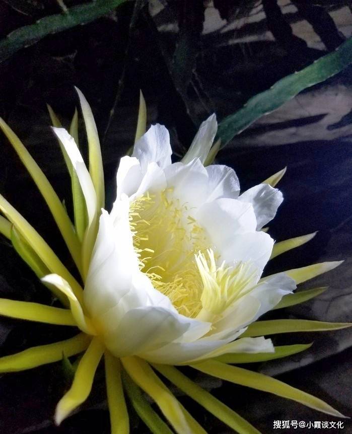 昙花一现打一个生肖、之谜与人生哲理的深度解析