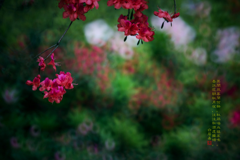 杜鹃啼血猿鸣打一生肖、的最快解答落实