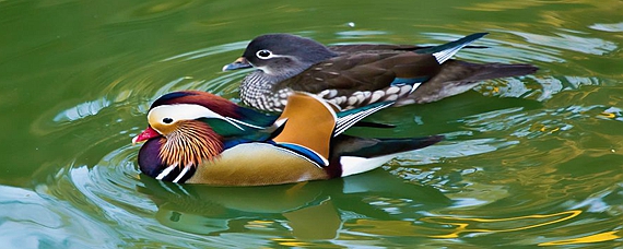 凫趋雀跃，探寻生肖背后的文化寓意与最新解释