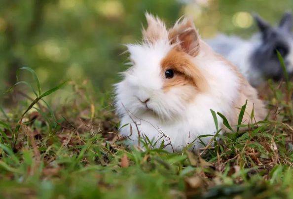 气质非凡,生肖中的优雅典范—兔 气质非凡,生肖中的优雅典范—兔