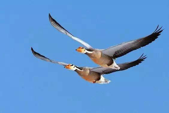 比翼齐飞，解析生肖之谜与作答落实的解释