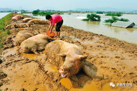 洪水冲开土木坝打一生肖、背后的智慧与哲理