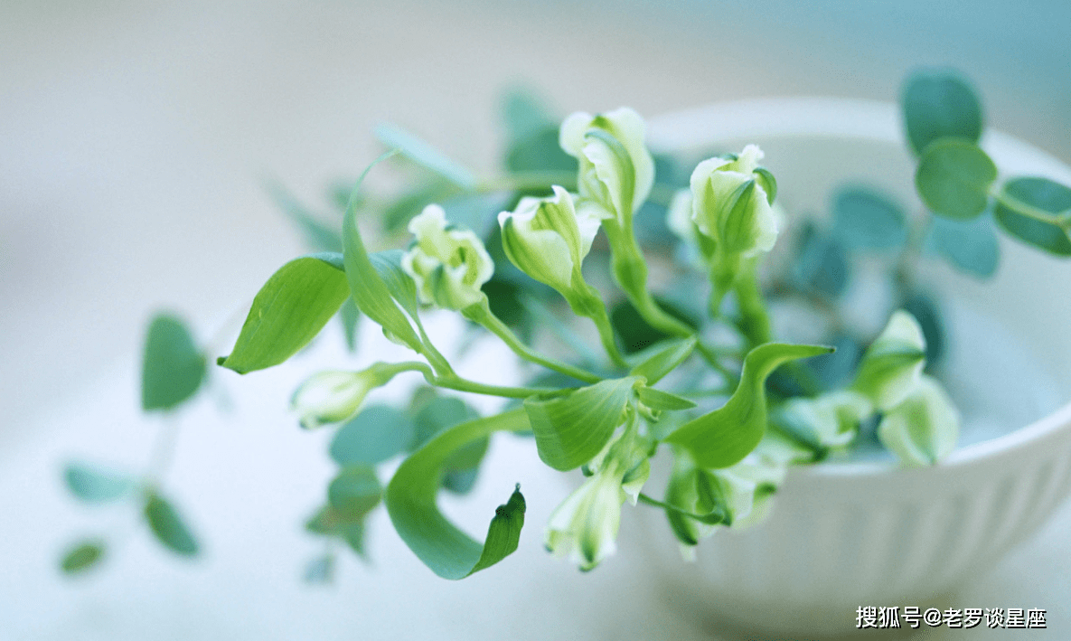 植物有生物钟吗打一生肖、的最快解答落实