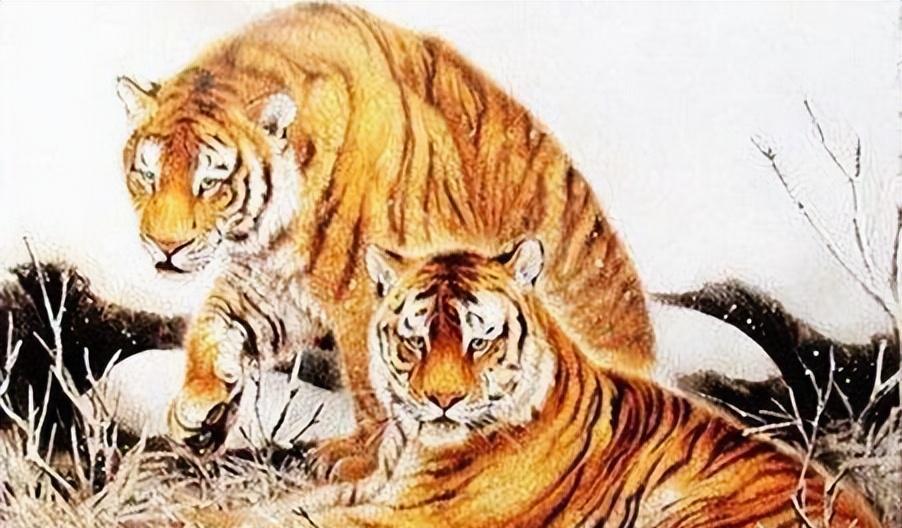 买看称王的生肖，揭秘属虎人的独特魅力与成功之道