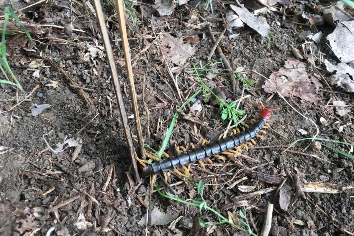 蜈蚣打一生肖、新型作答落实解释