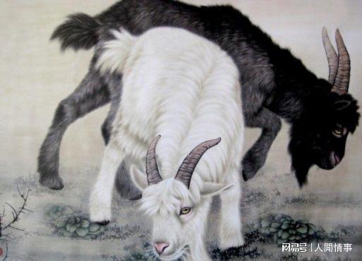 中羊角打一生肖、谜底即将揭晓