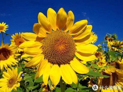 黄瓜蘸白糖，一语双关的生肖谜题与深度解析