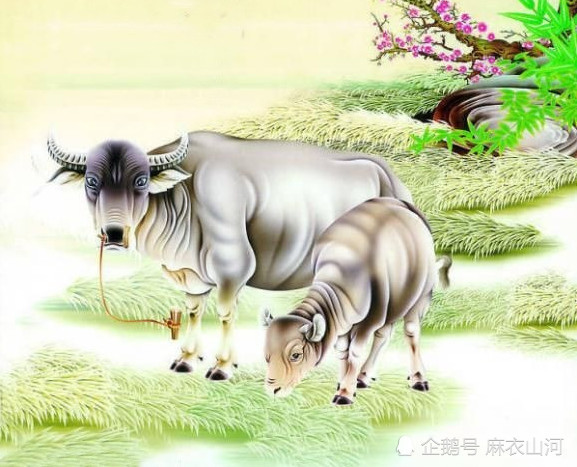 耕田之肖，揭秘沉稳作答背后的生肖智慧