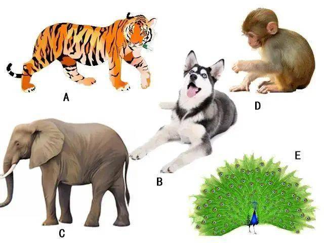 故态复萌打一动物生肖、揭秘如何选择并落实正确的