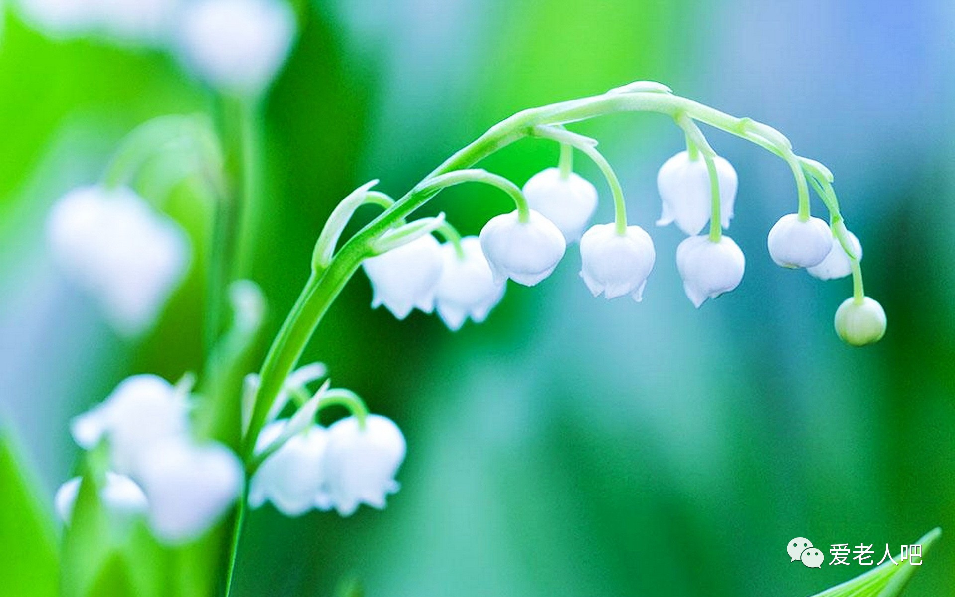 三瓣柳絮与生肖之谜,传统智慧的现代诠释 三瓣柳絮与生肖之谜,传统智慧的现代诠释