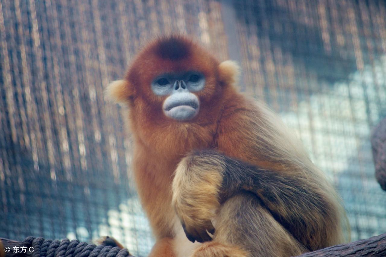 虎头蛇尾打一生肖动物，揭秘龙的独特寓意与文化传承