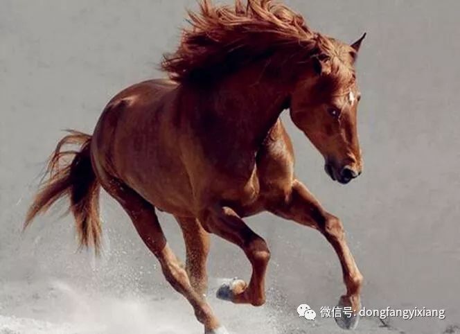 红尾巴打一生肖、通用解释落实