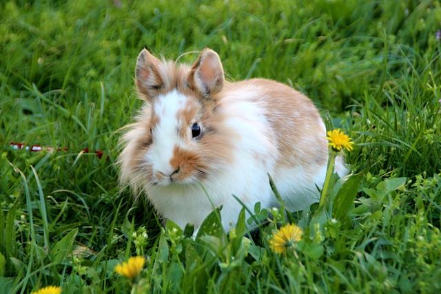 家有小女—生肖之兔的温馨篇章 家有小女—生肖之兔的温馨篇章