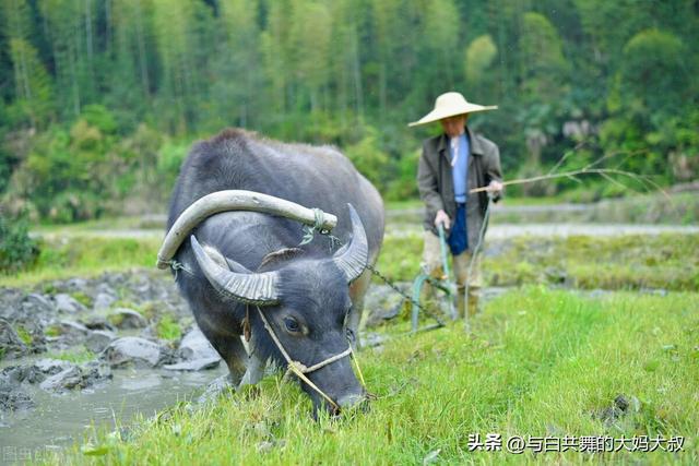牵牛耕田打一生肖、深度解析与落实
