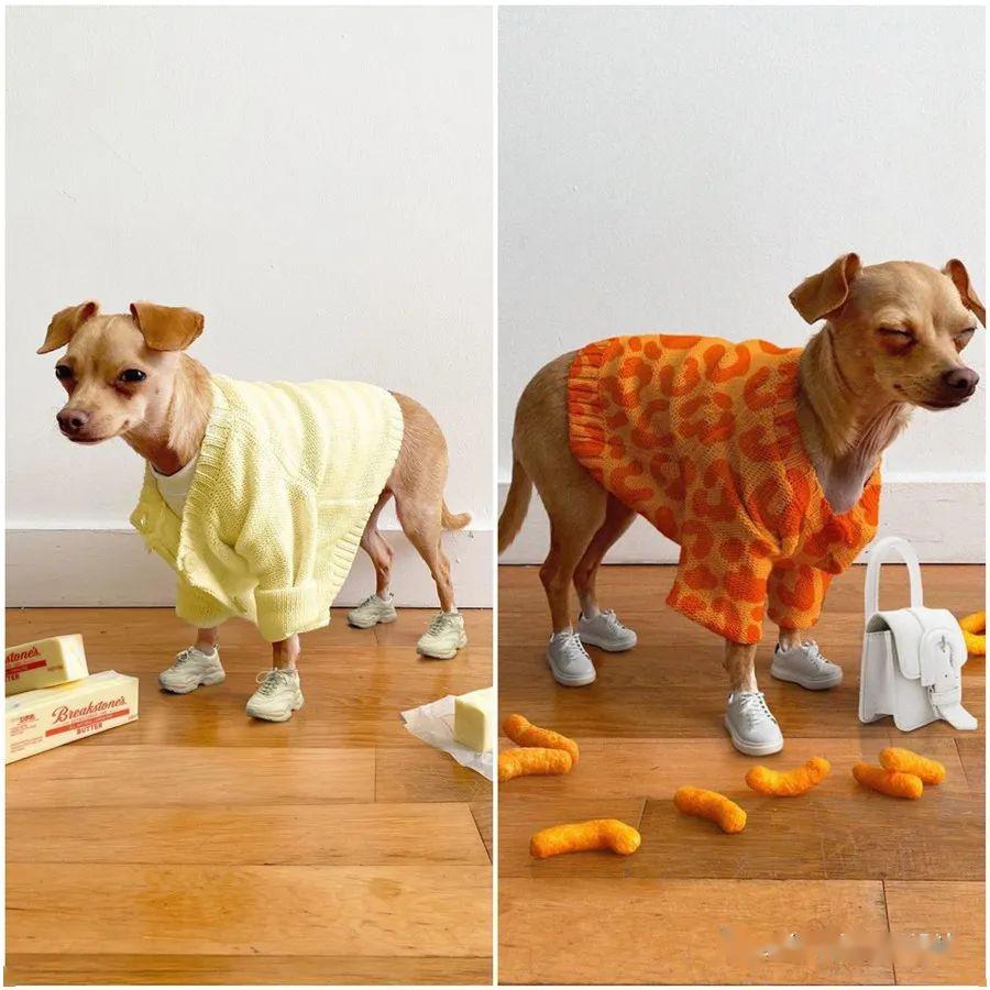 汪星人打一生肖、背后的坚韧与不屈