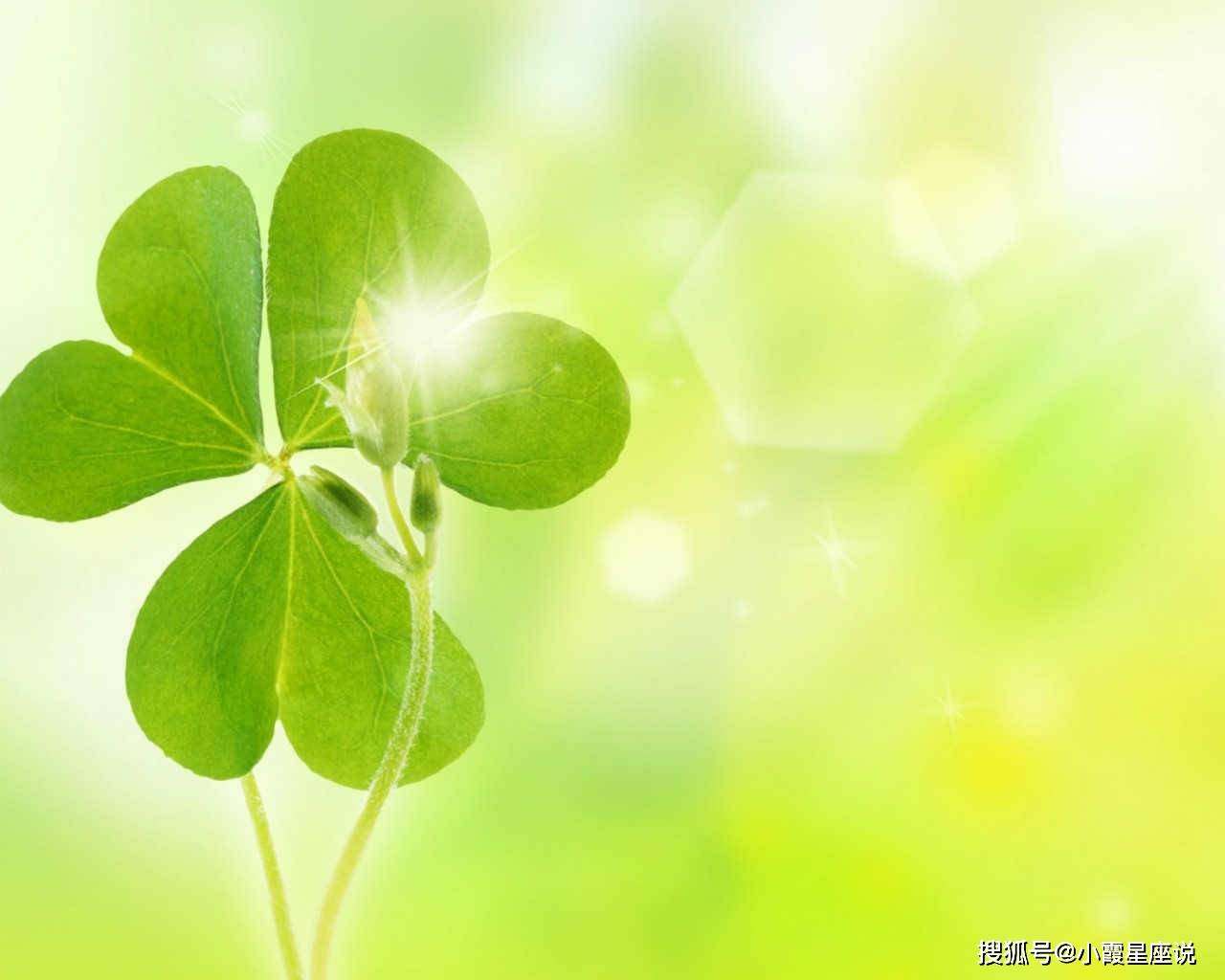 草打一生肖,探寻生肖背后的智慧与激励 草打一生肖,探寻生肖背后的智慧与激励