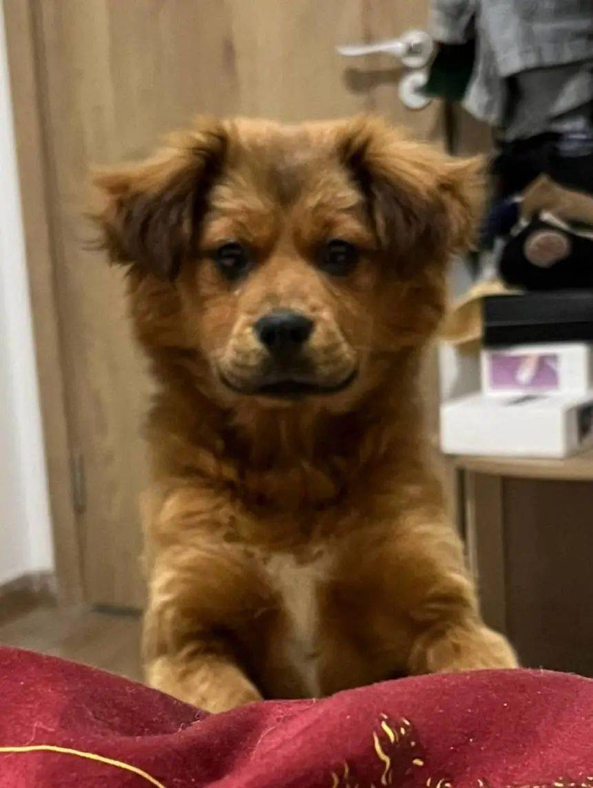 家狗向里吠打一生肖、的精准解答与落实精神