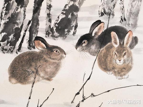 留字打一生肖，兔—和谐共舞的智慧象征