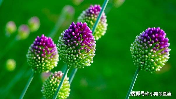 野草蔓生打一生肖、之谜与人生哲理的深度解析