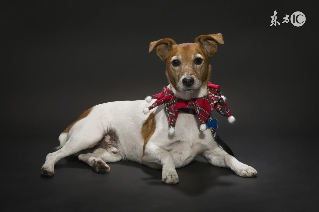 心力交瘁打一生肖、喜欢作答落实解释