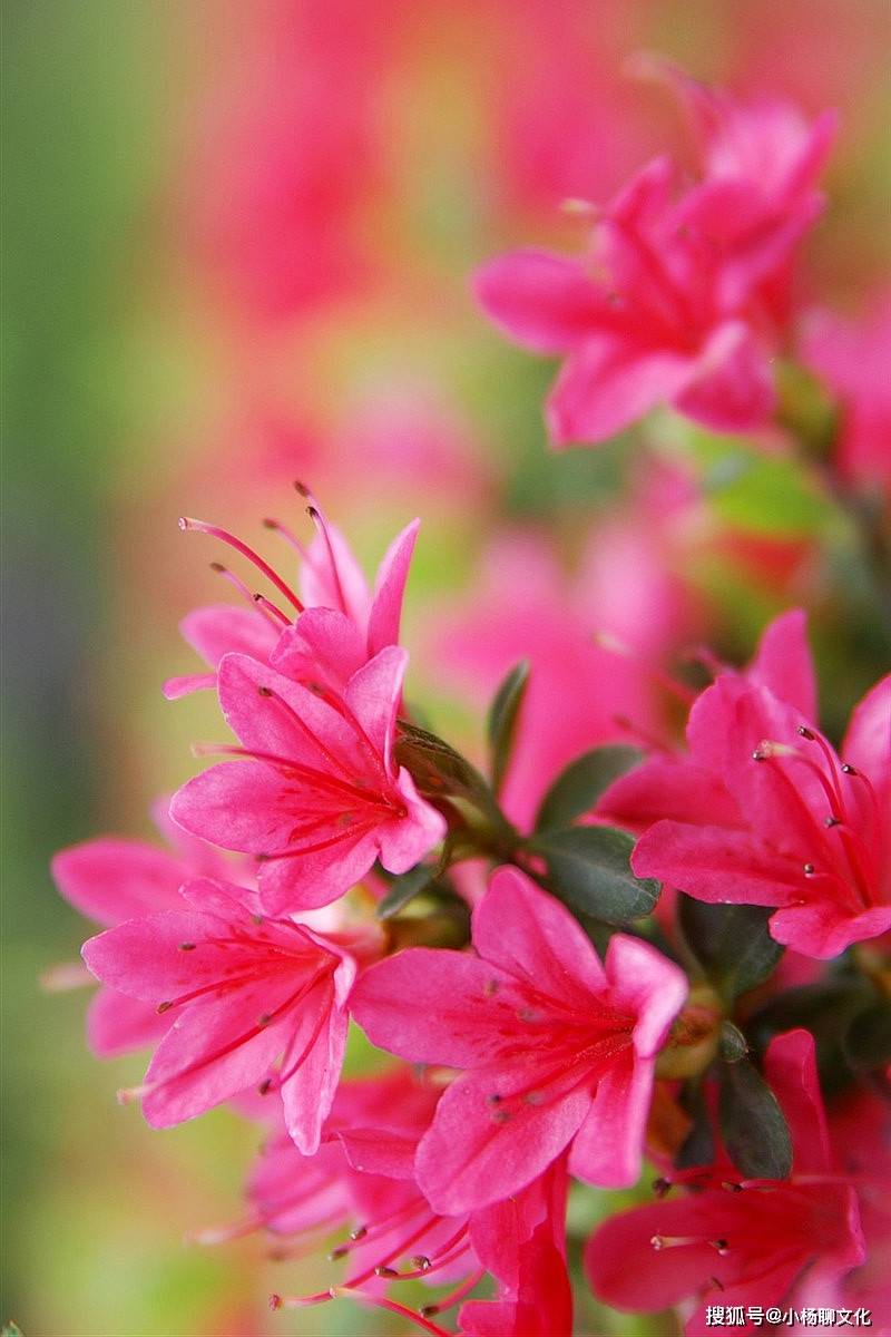 满山红打一生肖,精准解答与落实精神 满山红打一生肖,精准解答与落实精神