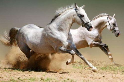 地动山摇是打一个生肖、一语中的，全面解析