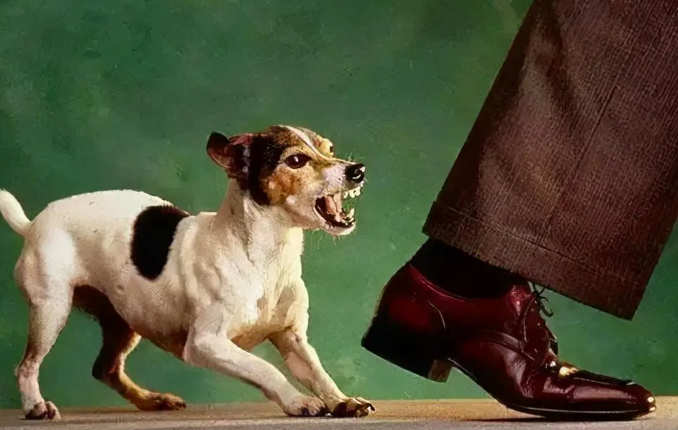 狗不叫会咬人打一生肖,解密生肖中的沉默者 狗不叫会咬人打一生肖,解密生肖中的沉默者