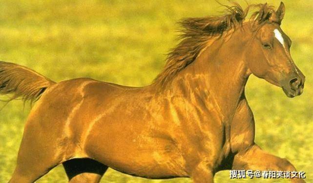 今日特马揭秘，生肖背后的成就与落实