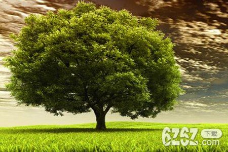 梦见一棵大树打一生肖、激励作答落实解释