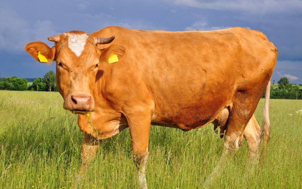 谜语探秘，三人骑牛，牛无角—揭秘生肖之趣