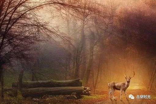 干柴烈火打一生肖、之谜与人生哲理的深度解析