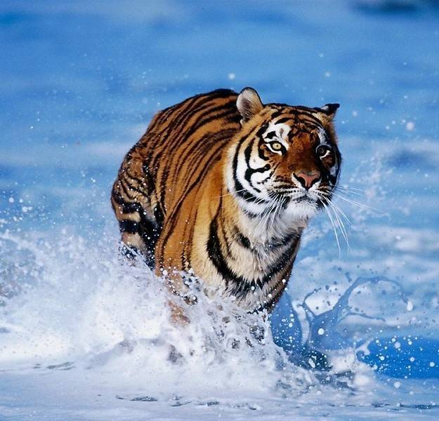 鸱目虎吻打一生肖、沉稳作答落实解释 鸱目虎吻打一生肖、沉稳作答落实解释