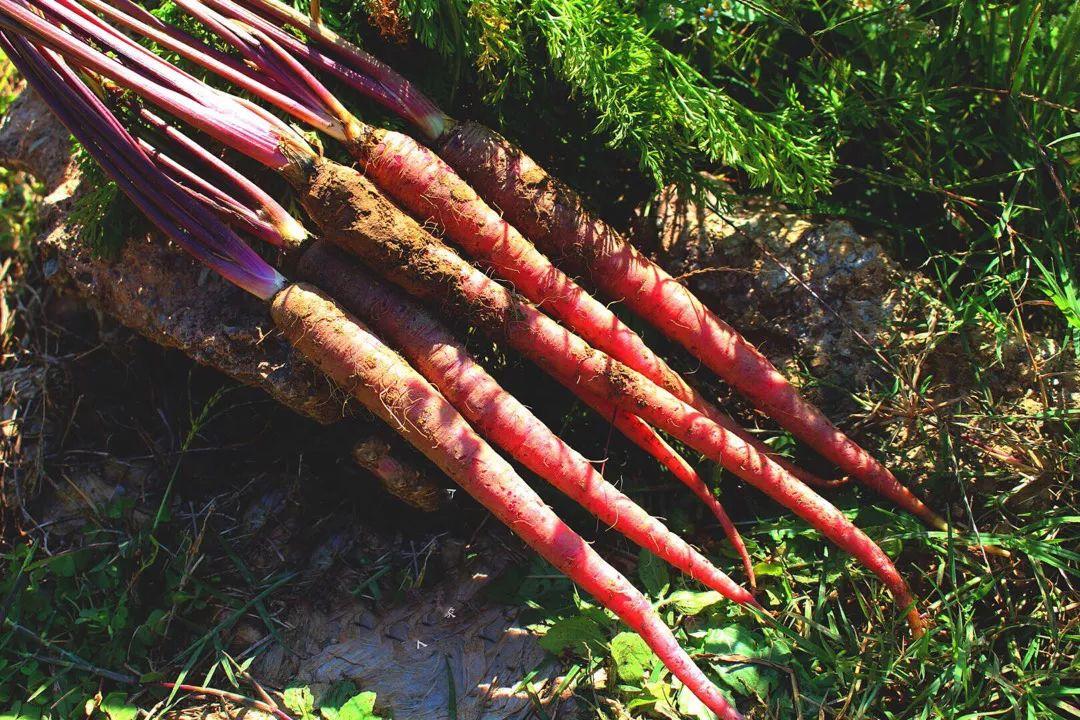 千年人参与生肖之谜，沉稳作答，揭秘背后的文化寓意