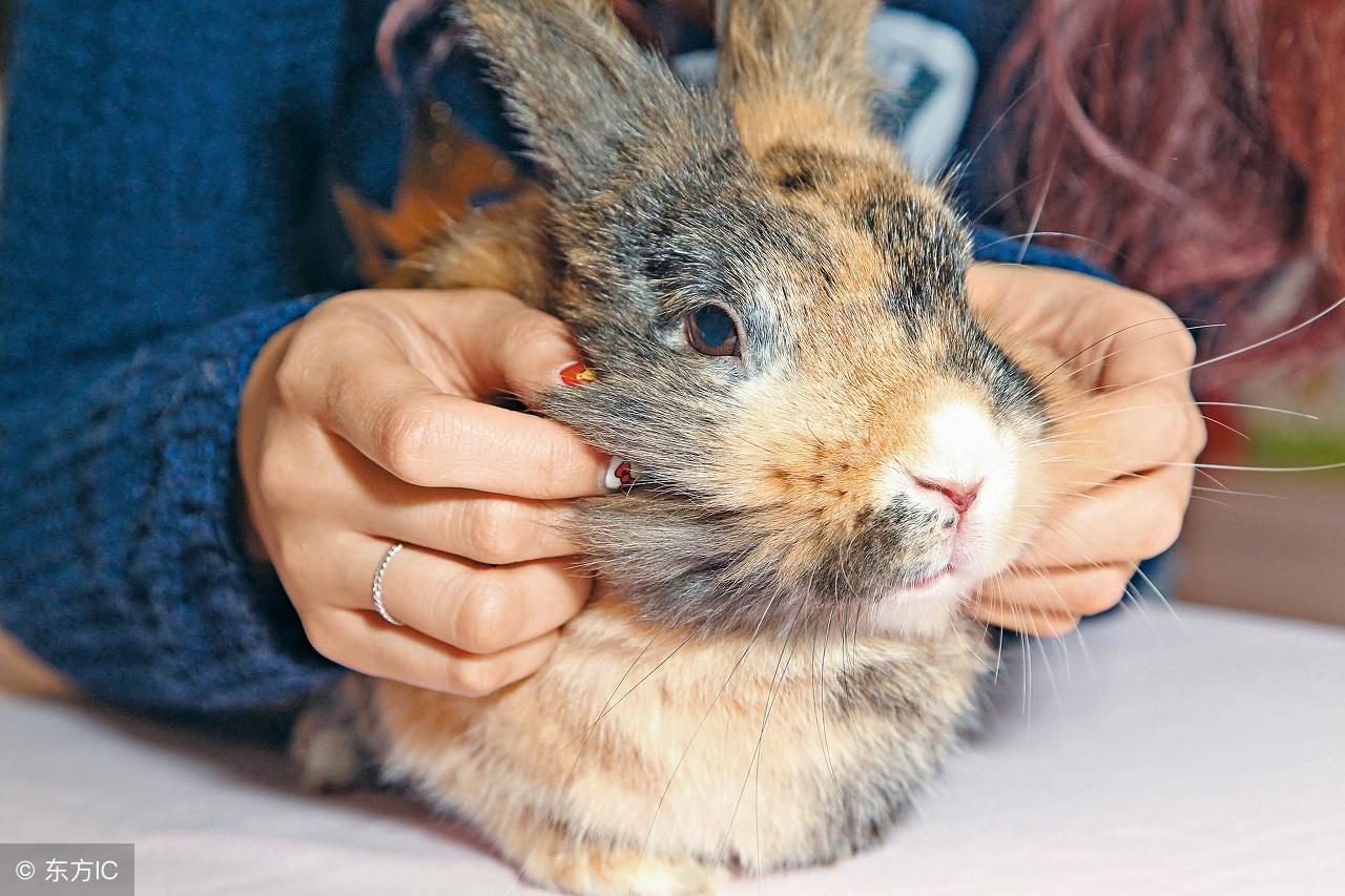 一悲一喜打一生肖、新型作答落实解释 一悲一喜打一生肖、新型作答落实解释